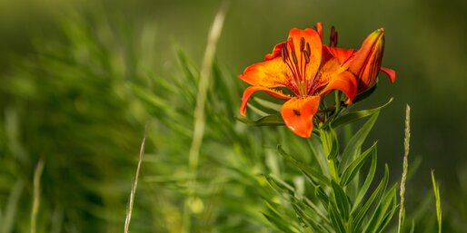 Green meadow with fire lily | © Jens Staudt