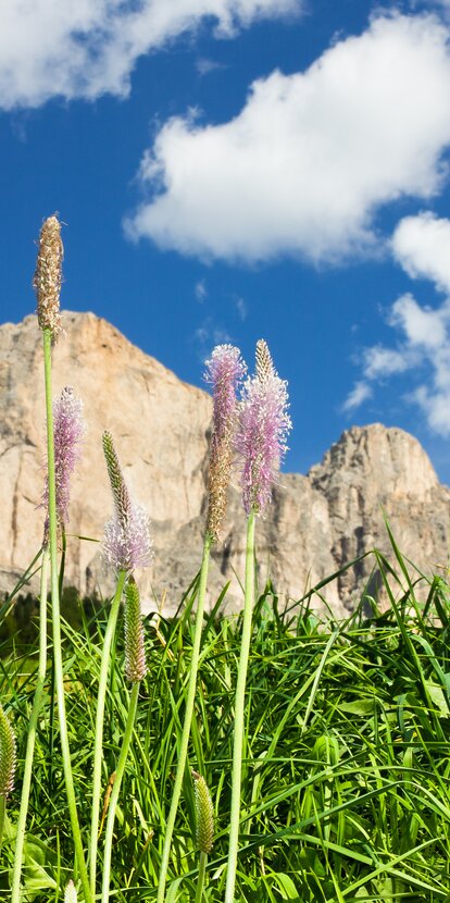 Rosengarten mountain green meadow flowers | © Valentin Pardeller