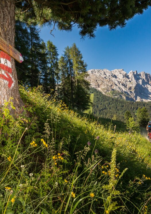 Mountain biker downhill background Latemar | © Jens Staudt