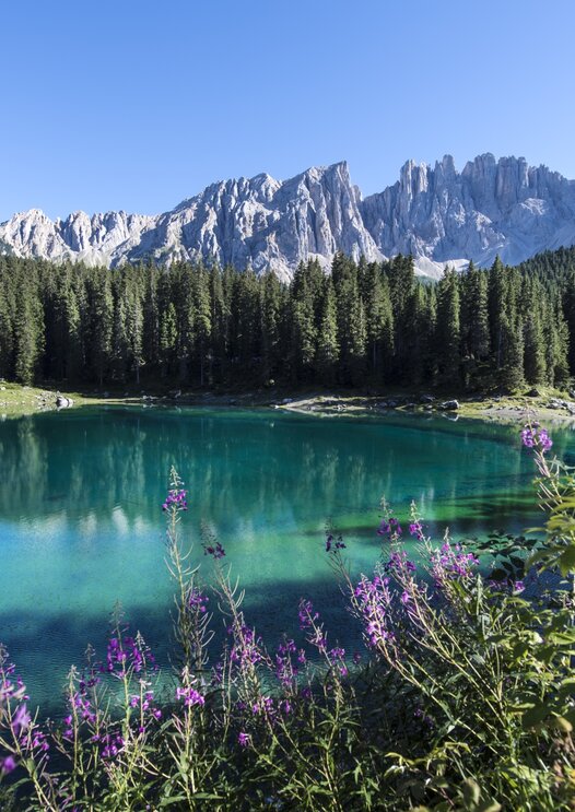 Lake Carezza purple flowers blue water | © Helmuth Rier